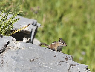 Image showing Least Chipmunk