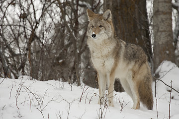 Image showing Coyote 