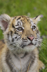 Image showing Tiger Cub