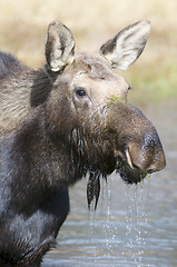 Image showing American Moose