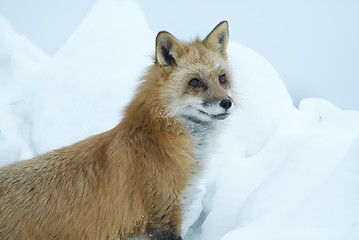 Image showing Red Fox