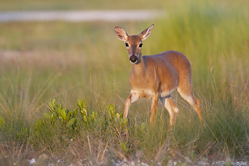 Image showing Key Deer 