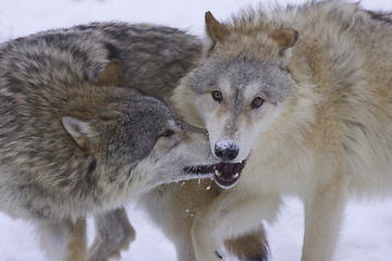 Image showing Gray or Arctic Wolves