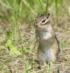 Image showing Siberian Chipmunk