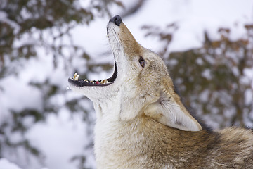 Image showing Howling Coyote