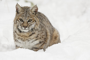 Image showing Bobcat