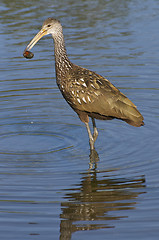 Image showing Limpkin