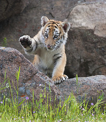 Image showing Tiger Cub