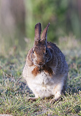 Image showing Eastern Cottontail