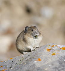 Image showing American Pica