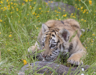 Image showing Tiger Cub