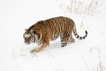 Image showing Amur Tiger