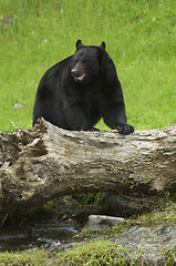 Image showing American Black Bear