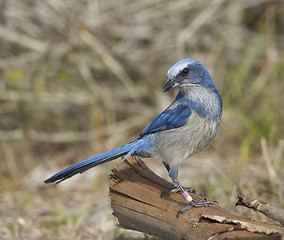 Image showing Scrub Jay