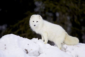 Image showing Arctic Fox