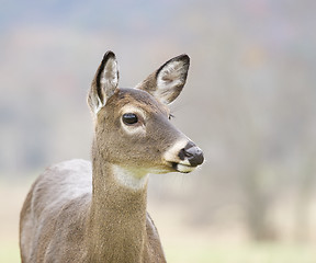 Image showing White-tail Deer