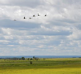 Image showing Endangered White-naped Cranes