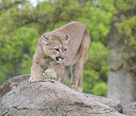 Image showing Mountain Lion