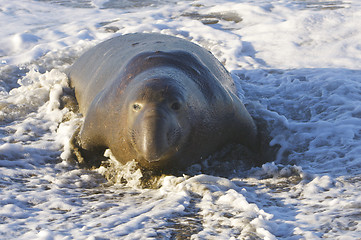 Image showing Endangered Elephant Seal
