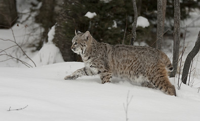 Image showing Bobcat