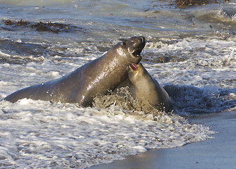 Image showing Endangered Elephant Seal