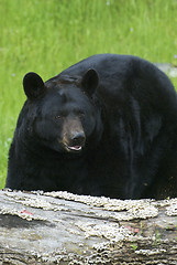 Image showing American Black Bear