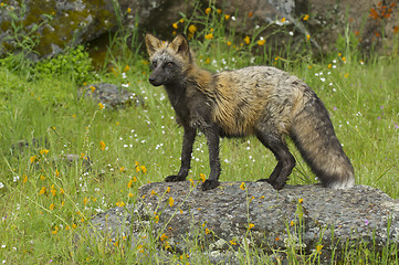 Image showing Cross Fox