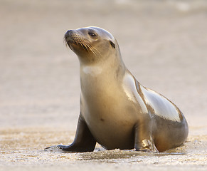 Image showing Sea Lion