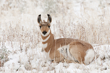 Image showing Pronghorn