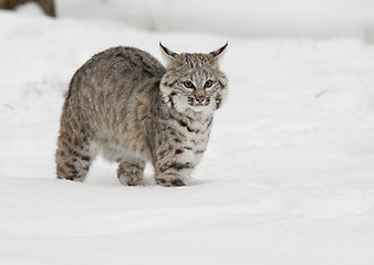 Image showing Bobcat