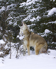 Image showing Howling Coyote