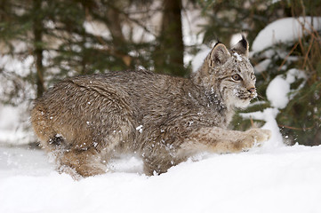 Image showing Lynx