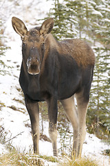 Image showing American Moose