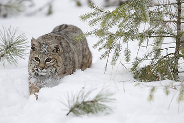 Image showing Bobcat