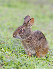 Image showing Marsh Rabbit