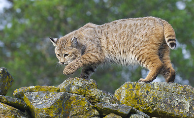 Image showing Bobcat