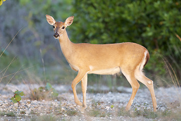 Image showing Key Deer 