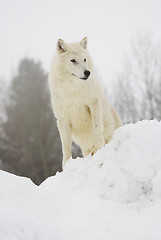 Image showing Gray or Arctic Wolf