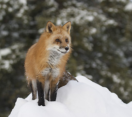 Image showing Red Fox