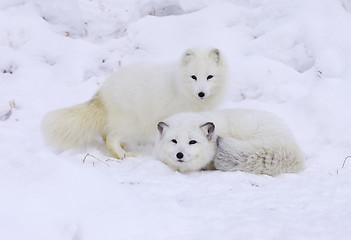 Image showing Arctic Fox