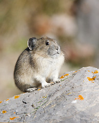 Image showing American Pica