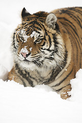 Image showing Amur Tiger