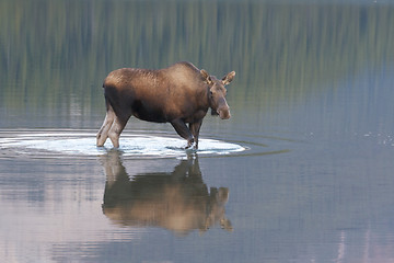 Image showing American Moose