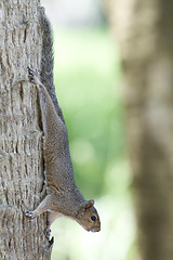 Image showing Eastern Gray Squirrel