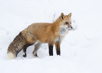 Image showing Red Fox