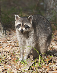 Image showing Raccoon