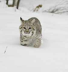 Image showing Bobcat