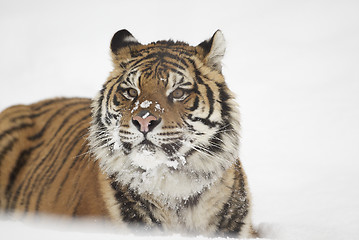 Image showing Amur Tiger