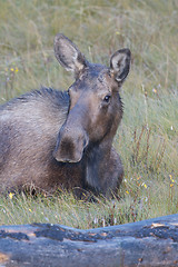 Image showing American Moose