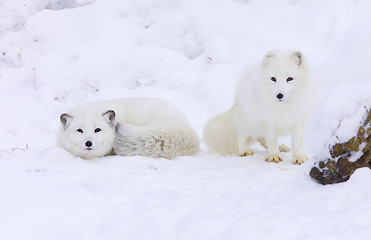 Image showing Arctic Fox